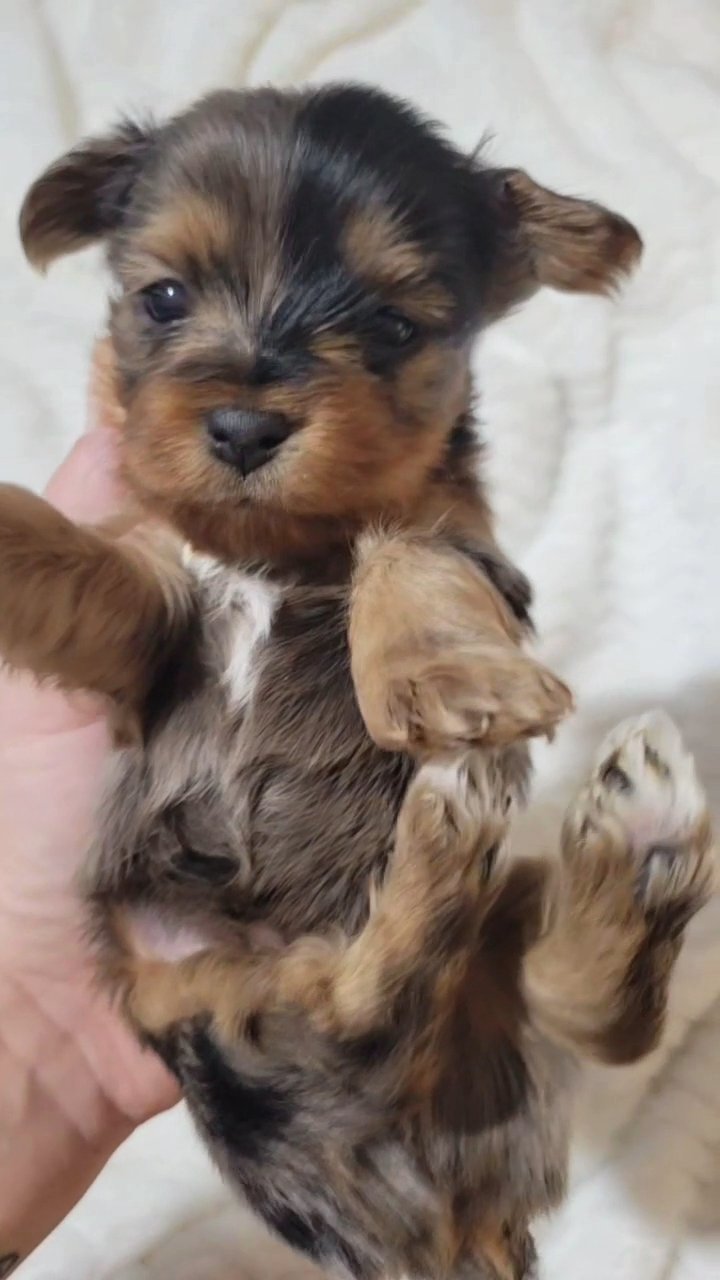 yorkie merle 2 in Springfield, Missouri