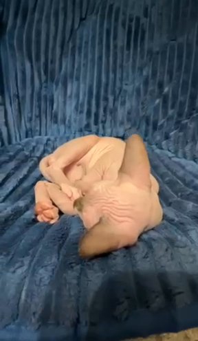 Sphynx Kitten in Champaign (Township), Illinois