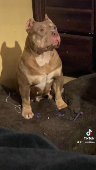 American Pocket Bullies in Dallas, Texas