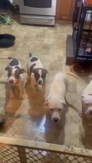 American Bulldogs in Baltimore, Maryland