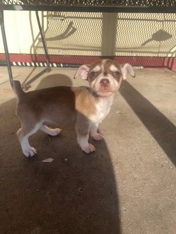 Jack - Chi in Tallahassee, Florida