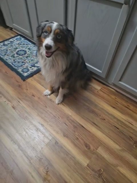 Miniature Australian Shepherd Puppies in Ocala, Florida