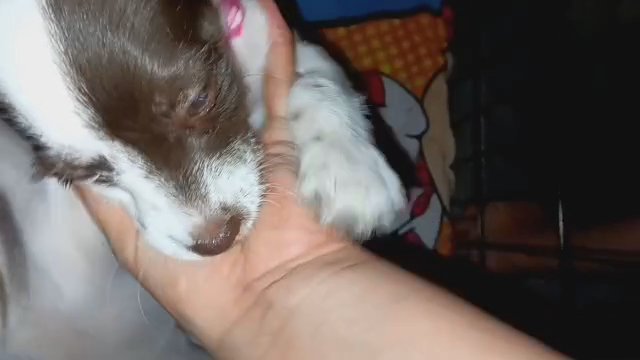 2 month Old Viva in Fontana, California