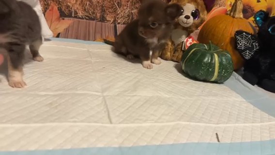 Chihuahua Pups! in Anderson Creek, North Carolina