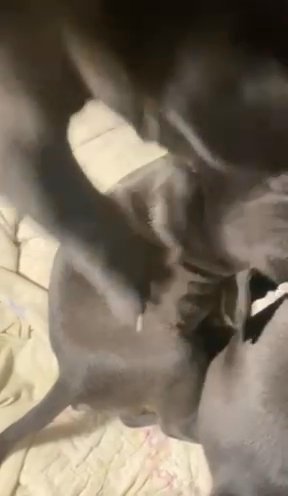 American Bullies in Philadelphia, Pennsylvania