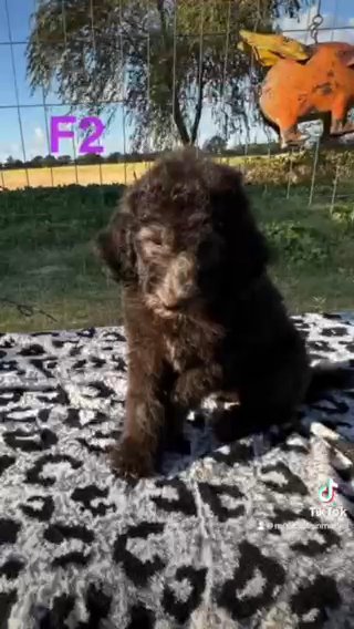 AKC Standard Poodle Puppies *Sold* But More Coming In December in Lubbock, Texas