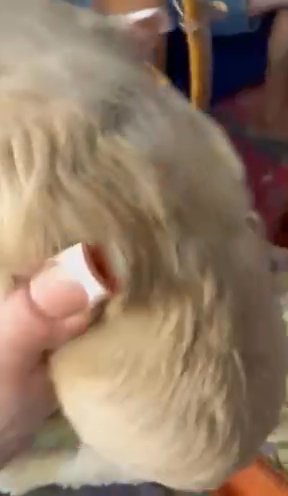 Cameo F1 Mini Schnoodle in Temple, Texas