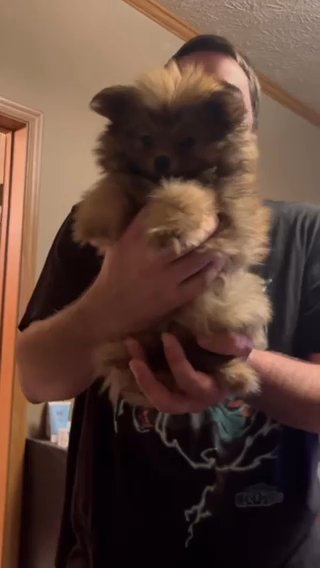 Pomapoo in Easton, Maryland