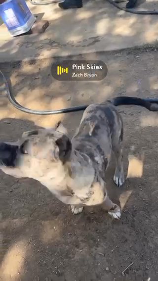 Brindle Merle American Bully in Albuquerque, New Mexico
