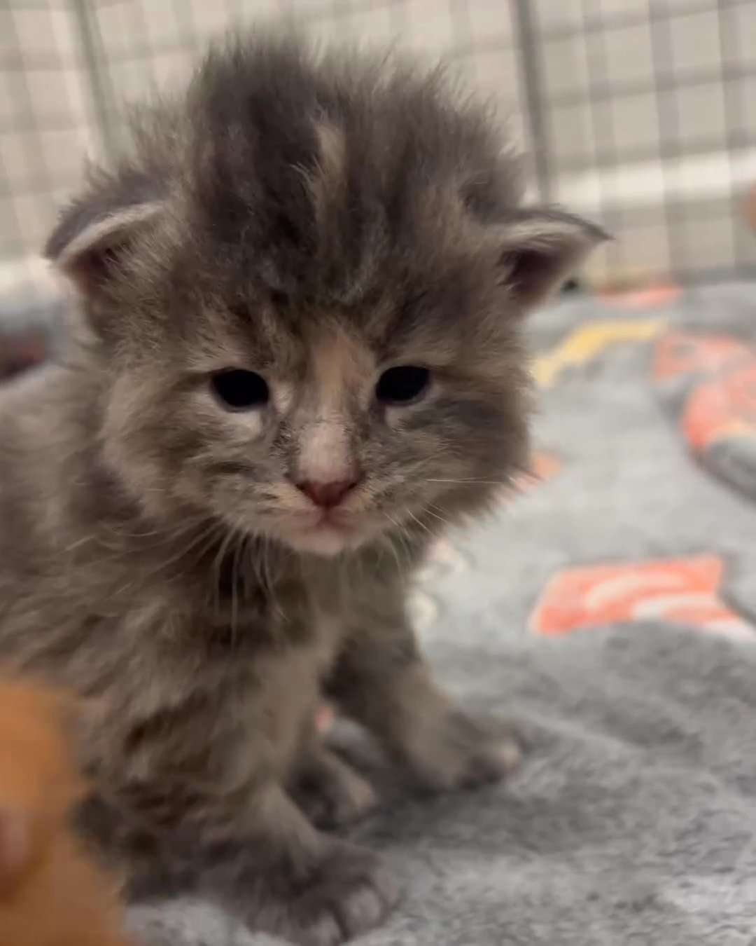 maincoon kitten in Houston, Texas