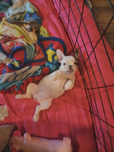 female french bulldog in Davison (Township), Michigan