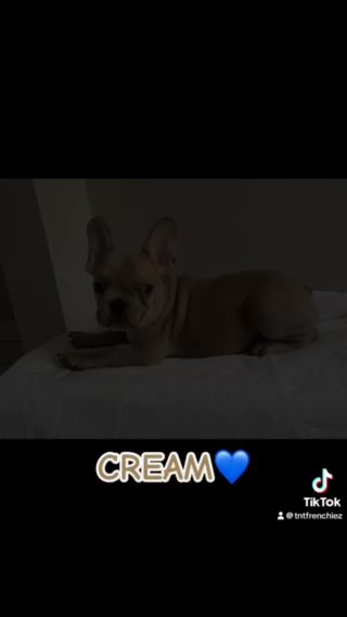 French Bulldog Male Puppy in Orlando, Florida