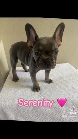 French Bulldog Female Puppy in Orlando, Florida