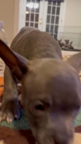 Pocket Runt Male Trapzilla Meets ChBrimm in Hattiesburg, Mississippi
