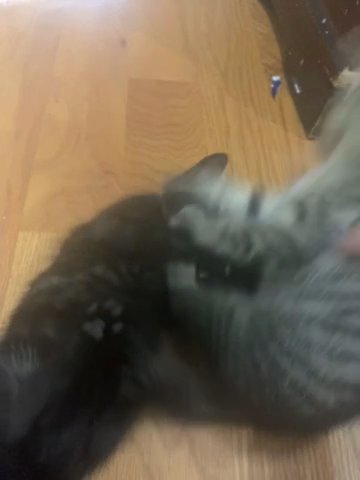 2 Kitten For Sale in New York City, New York