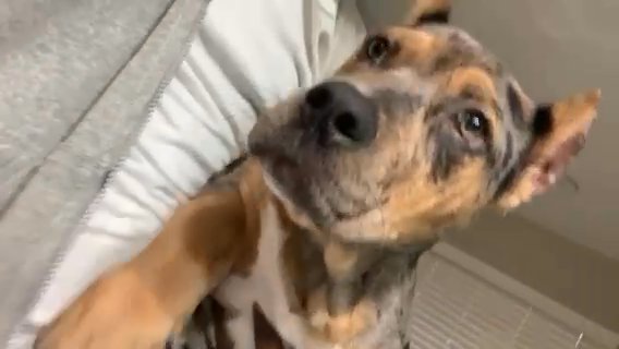 Tri Merle Pit in Atlanta, Georgia