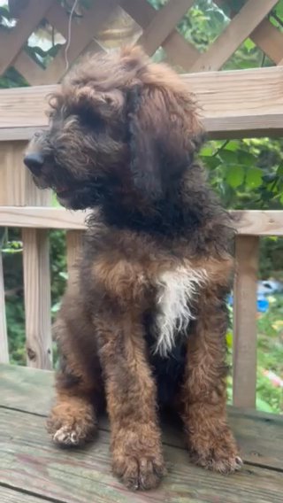 Goldendoodle Female in Ephrata (Township), Pennsylvania