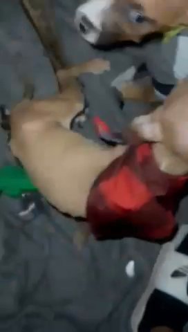 American Staffordshire Terriers in Stonecrest, Georgia