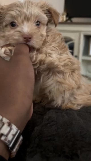 Blonde yorkie in Hattiesburg, Mississippi