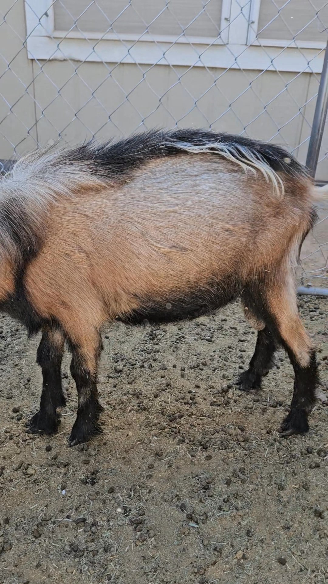 Nigerian Pygmy Male Goat Buck in Buckeye, Arizona