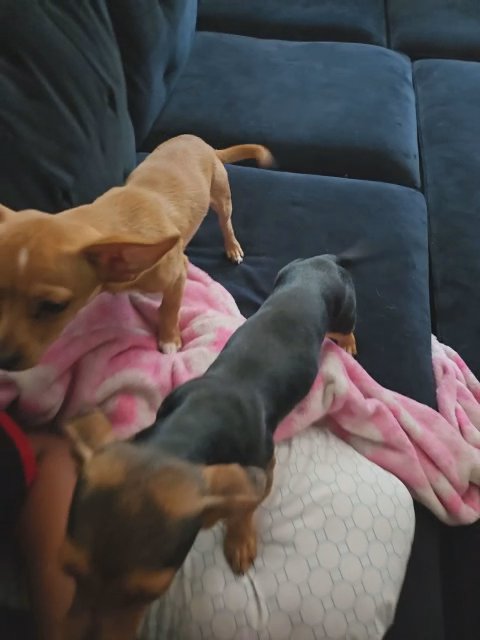 2 Shih Tzu/ Chihuahua puppies in Lompoc, California