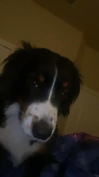 Miniature Australian Shepherd in San Antonio, Texas