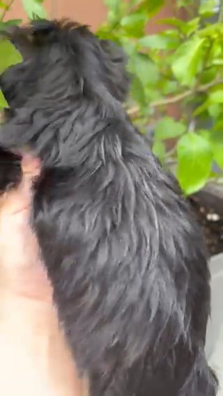 Yorkie Baby Girl in Fort Lauderdale, Florida