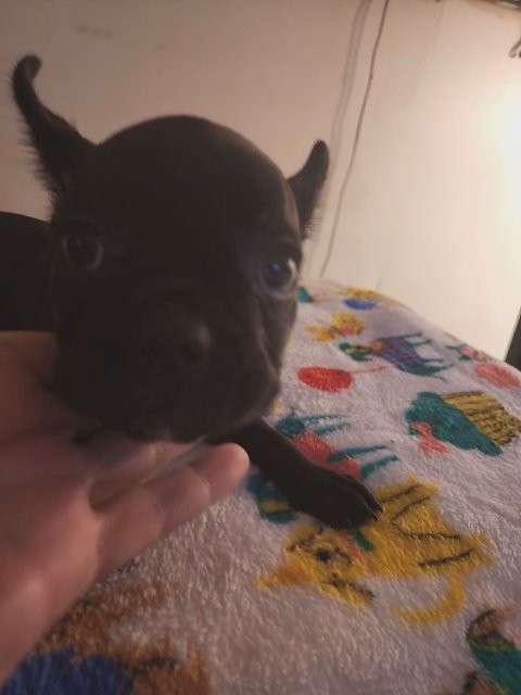 Male french bulldog in Davison (Township), Michigan