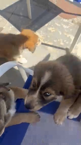 Baby Husky in Sacramento, California