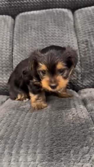 Yasmin Traditional Yorkie Female in Middletown, Delaware
