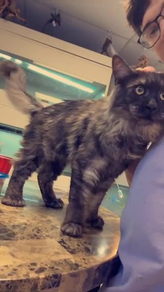 Russian Polydactyl Mainecoon Male With Breeding in Picayune, Mississippi