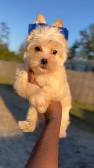 Goldust Yorkie in Houston, Texas