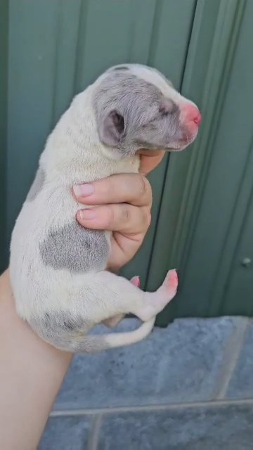 Blue Merle Pie Male BANG in Winston-Salem, North Carolina