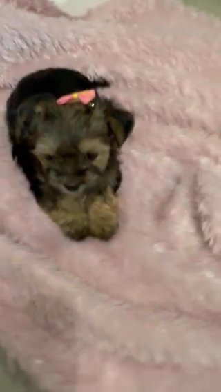 Bristol 7 Week Old traditional Yorkie in Rio Rancho, New Mexico