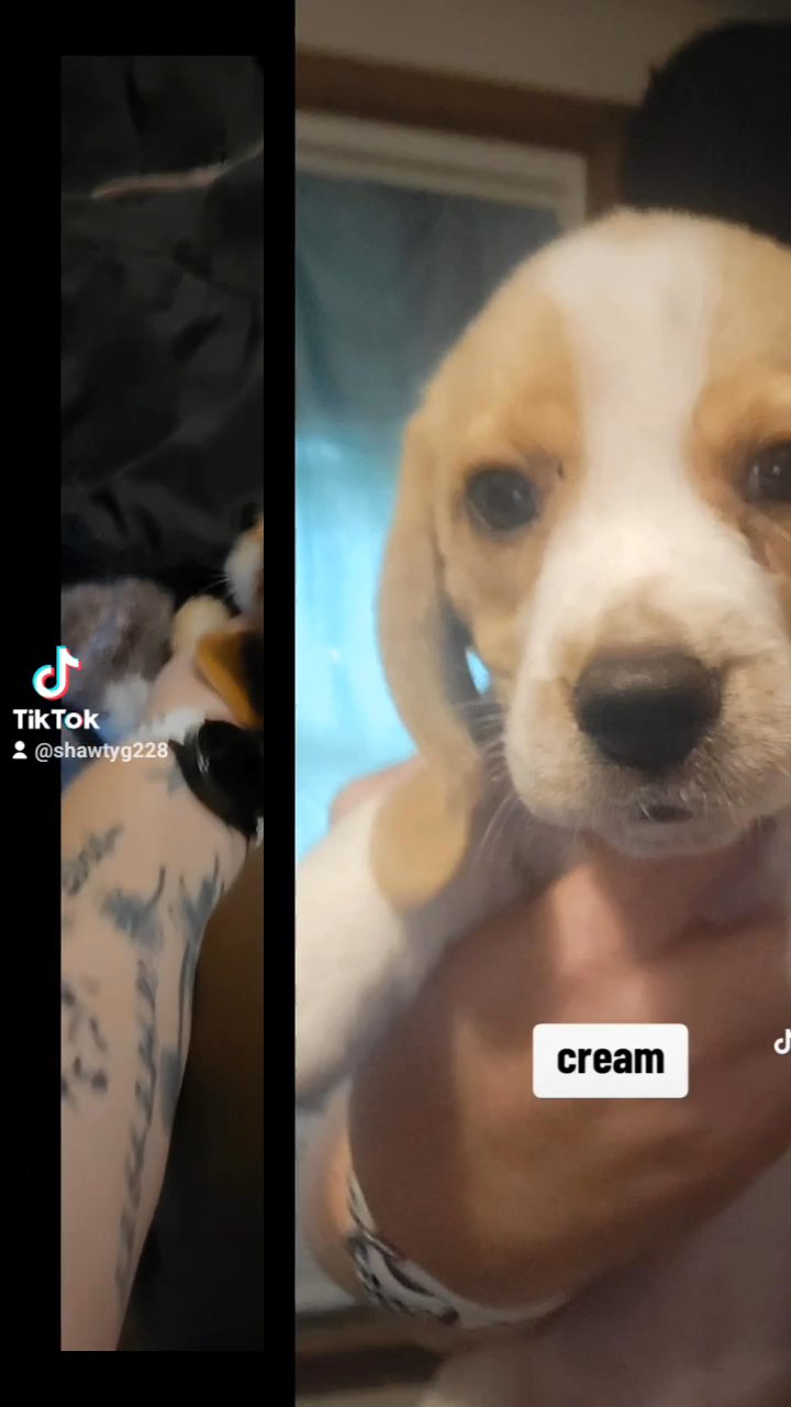 10 week old puppies in Cortland, New York