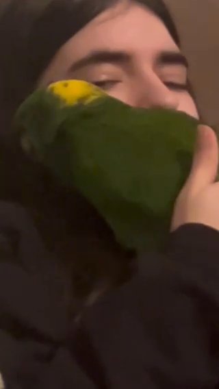 Yellow Nape Amazon in Moorestown, New Jersey