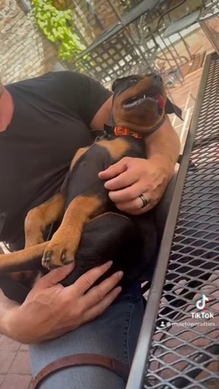 Female Rottweiler Puppy in Columbia, Tennessee