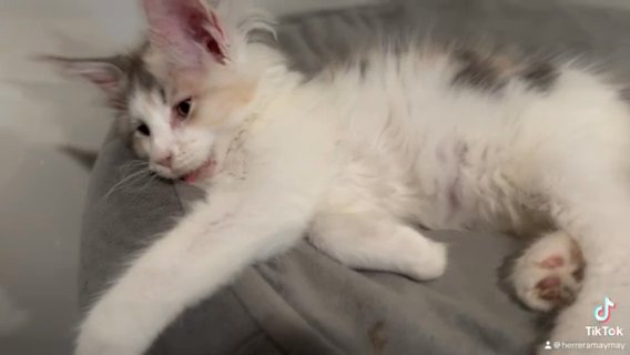 Maine Coon Female Tica Registered in Plainfield, New Jersey