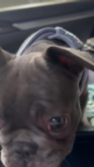 AKC 14 Week BLUE FEMALE FRENCHIE in Poinciana, Florida