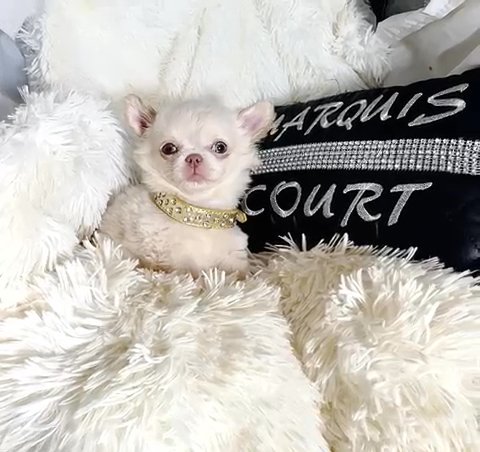 Leon, Gorgeous AKC Long Coat Male Chihuahua in Hattiesburg, Mississippi
