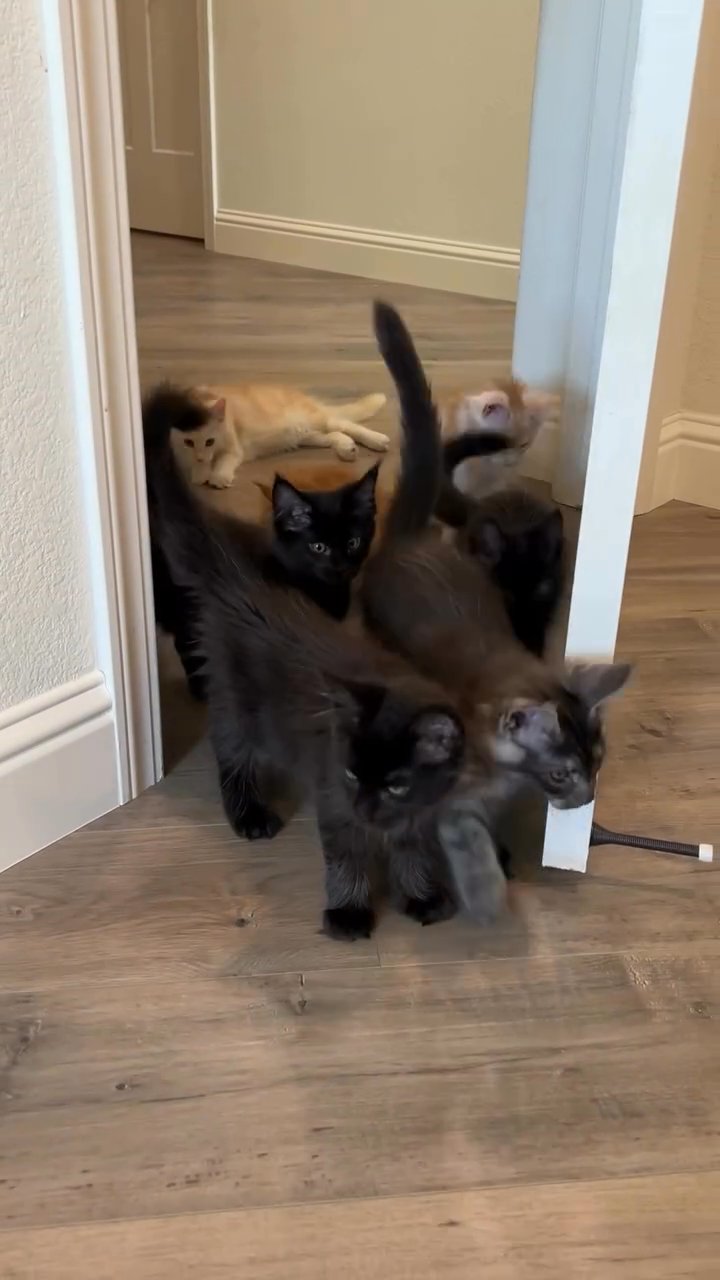 mainecoon  cats for sale in Houston, Texas