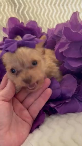 Yorkshire Terrier Female In NC in Lexington, North Carolina