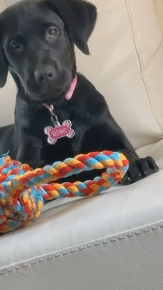 Puppy Rose in Coon Rapids, Minnesota