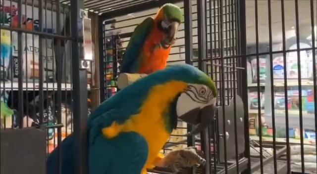 Parrots in Houston, Texas