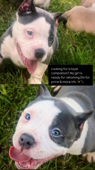 Female Bully in Tampa, Florida