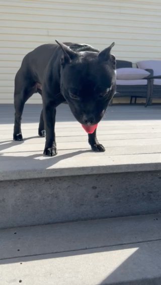 15 Month Old Male Staffordshire Bull Terrier in Elk River, Minnesota