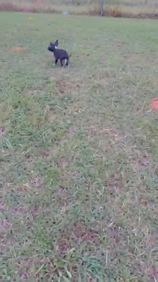 Micro Bully Male in Gadsden, Alabama