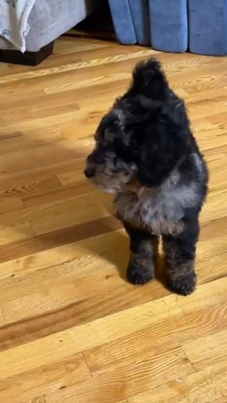 AKC Moyen Poodle Puppies in Middletown, New York