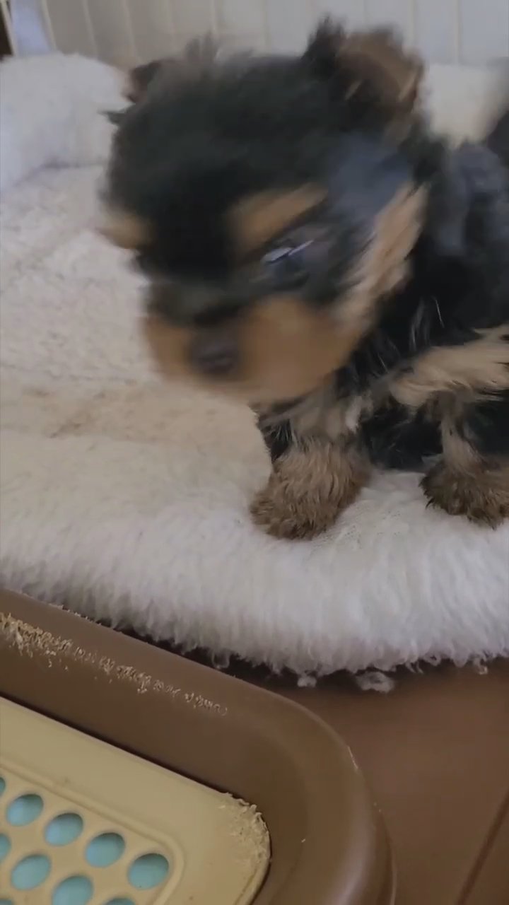 Teacup yorkie puppy in New York City, New York