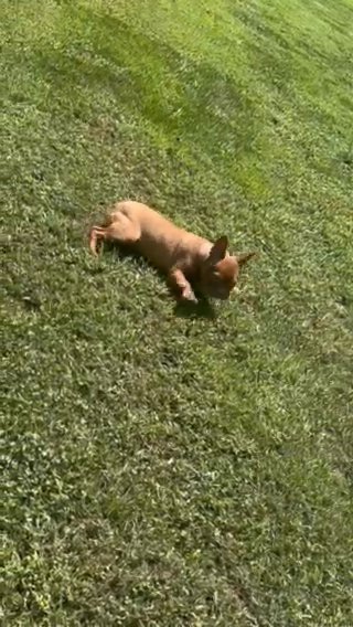 Milo - French Bulldog in Alexandria, Virginia